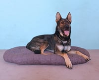 Polštář Bobík 120 cm Rojaplast (foto 2)