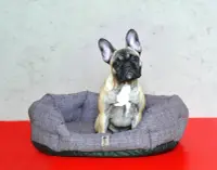 Pelíšek Bobík Rojaplast (foto 10)