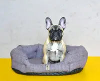 Pelíšek Bobík Rojaplast (foto 9)