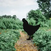 Zahradní dekorace CHICKEN ASIRGROUP (foto 3)