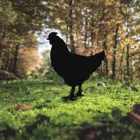 Zahradní dekorace CHICKEN Family 4 ASIRGROUP (foto 9)