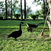 Zahradní dekorace GOOSE ASIRGROUP (foto 8)